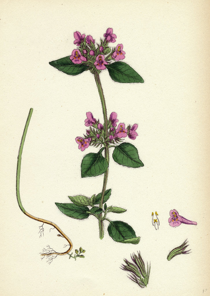 Detail of Calamintha Clinopodium Wild Basil by Anonymous