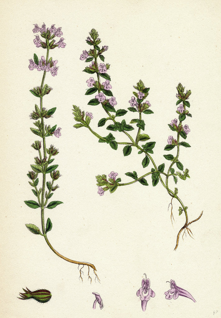 Detail of Calamintha Acinos Basil Thyme by Anonymous