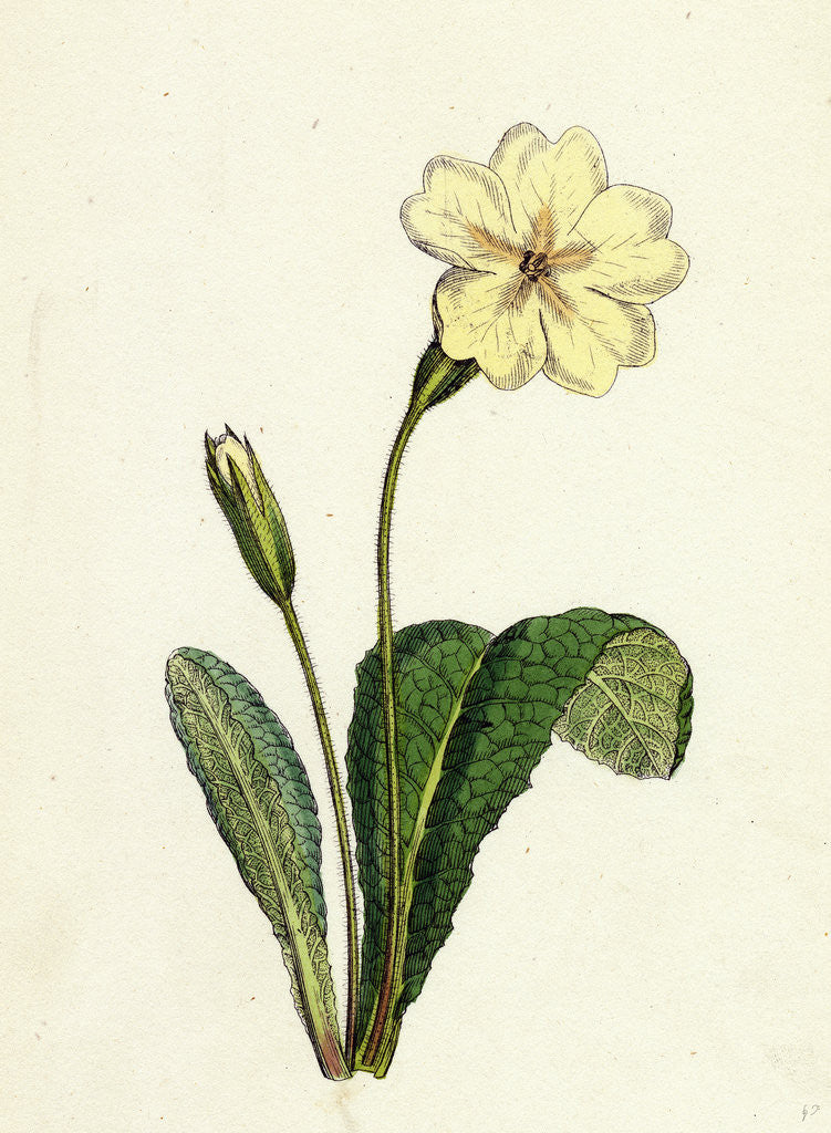 Detail of Primula Vulgaris Common Primrose by Anonymous