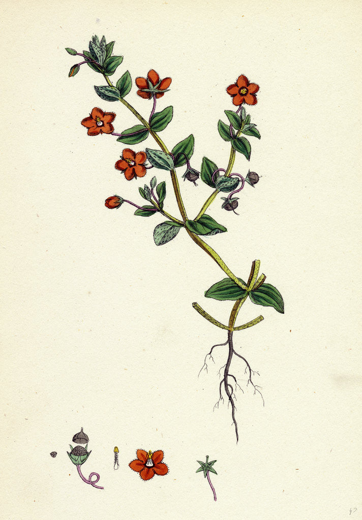 Detail of Anagallis Arvensis Var. Phoenicia Scarlet Pimpernel by Anonymous
