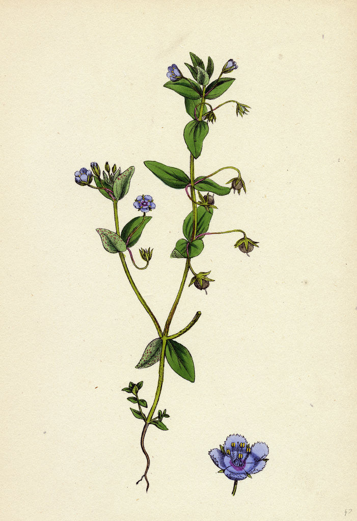 Detail of Anagallis Arvensis Var. Caerulea Blue Pimpernel by Anonymous