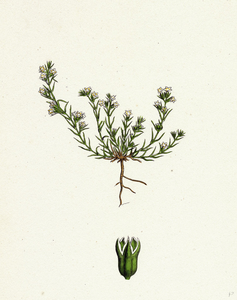 Detail of Scleranthus Annuus Var. Biennis Common Knawel Var. B. by Anonymous