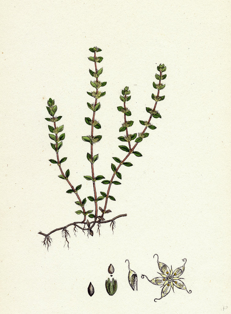 Detail of Illecebrum Verticillatum Whorled Illecebrum by Anonymous