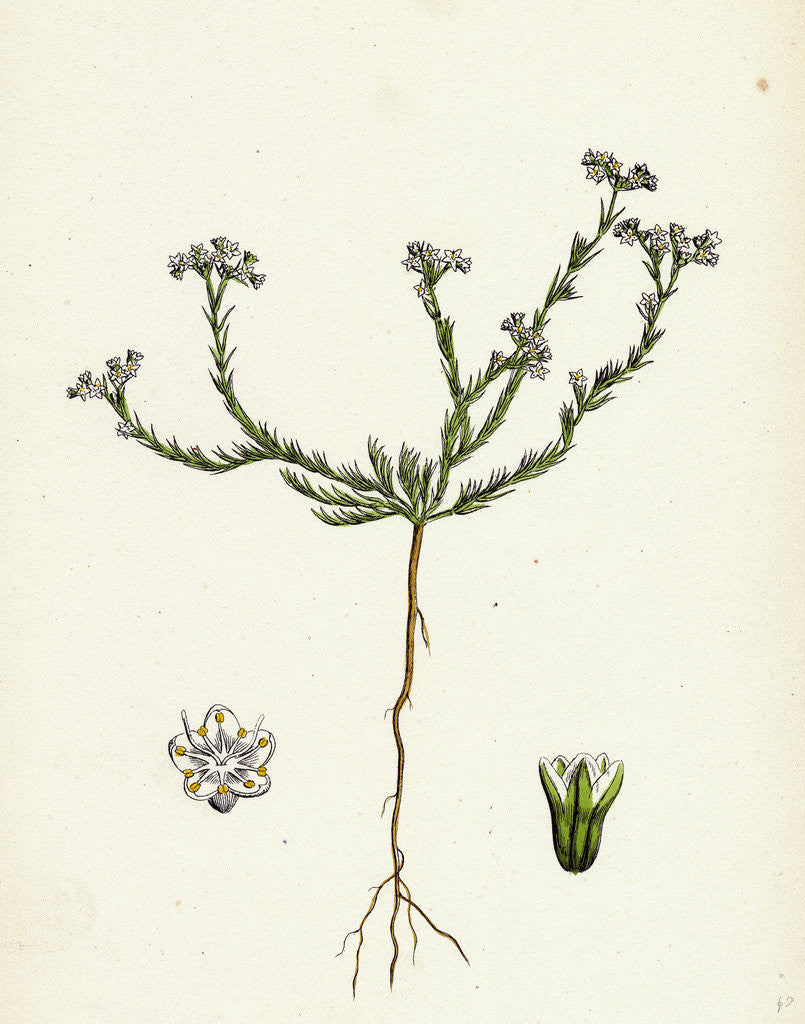 Detail of Scleranthus Perennis Perennial Knawel by Anonymous