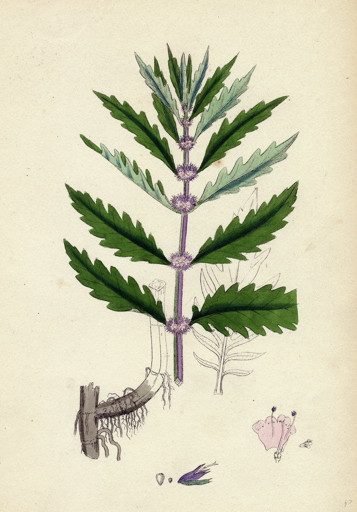 Detail of Lycopus Europaeus Water Horehound by Anonymous