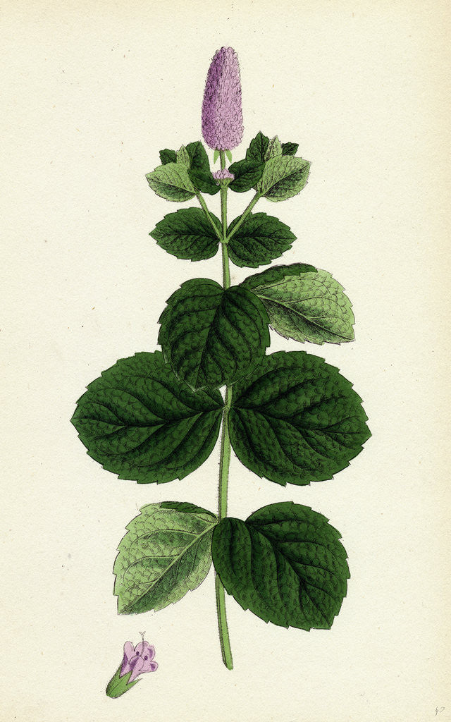 Detail of Mentha Alopecuroides Broad-Leaved Horse-Mint by Anonymous