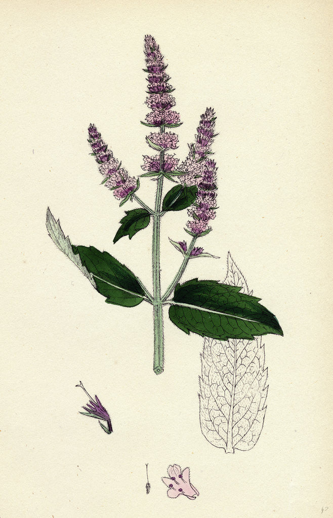 Detail of Mentha Sylvestris Common Horse-Mint by Anonymous