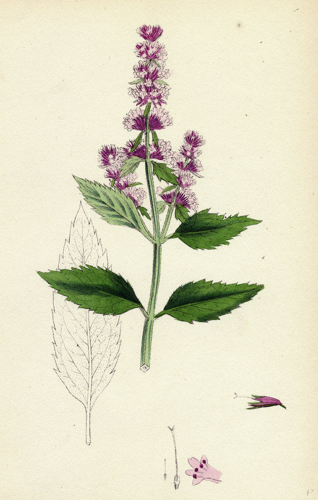 Detail of Mentha Piperita Var. Officinalis Garden Pepper-Mint by Anonymous
