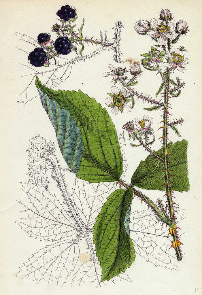 Detail of Rubus Köhleri Köhler's Bramble by Anonymous