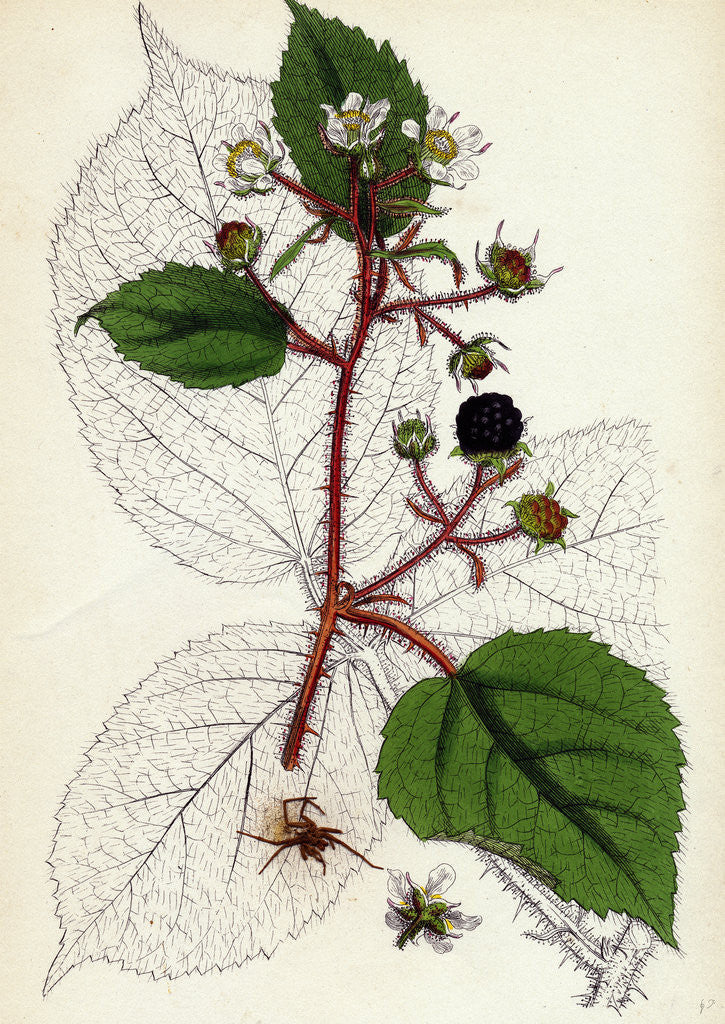 Detail of Rubus Glandulosus Glandular-Stemmed Bramble by Anonymous