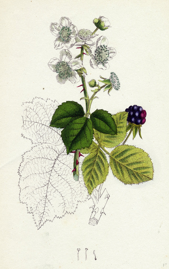 Detail of Rubus Corylifolius Hazel-Leaved Bramble by Anonymous