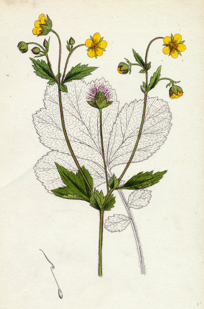Detail of Geum Intermedium Intermediate Avens by Anonymous