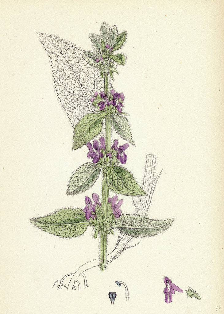 Detail of Stachys Germanica Downy Woundwort by Anonymous