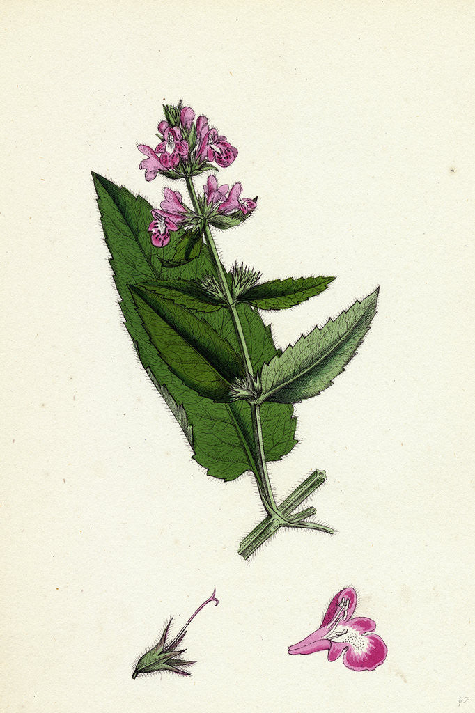 Detail of Stachys Sylvatici-Palustris Hybrid Between Hedge and Marsh Woundworts by Anonymous