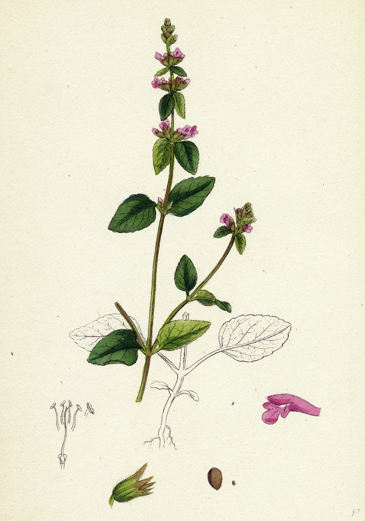 Detail of Stachys Arvensis Corn Woundwort by Anonymous