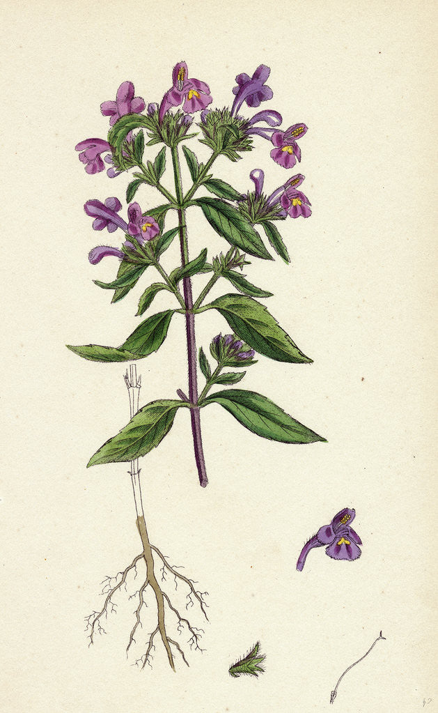 Detail of Galeopsis Angustifolia Narrow-Leaved Hemp-Nettle by Anonymous