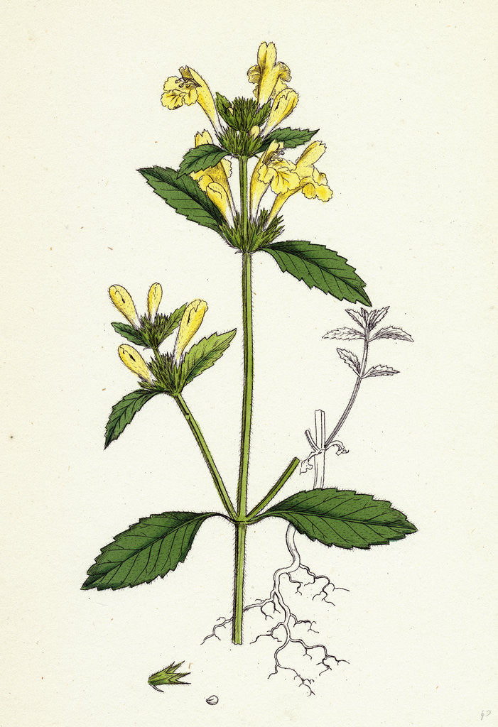 Detail of Galeopsis Ochroleuca Downy Hemp-Nettle by Anonymous