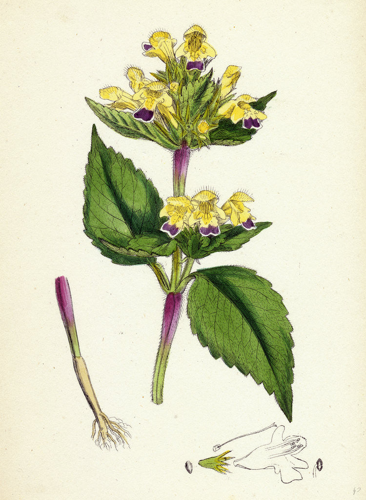 Detail of Galeopsis Versicolor Large-Flowered Hemp-Nettle by Anonymous