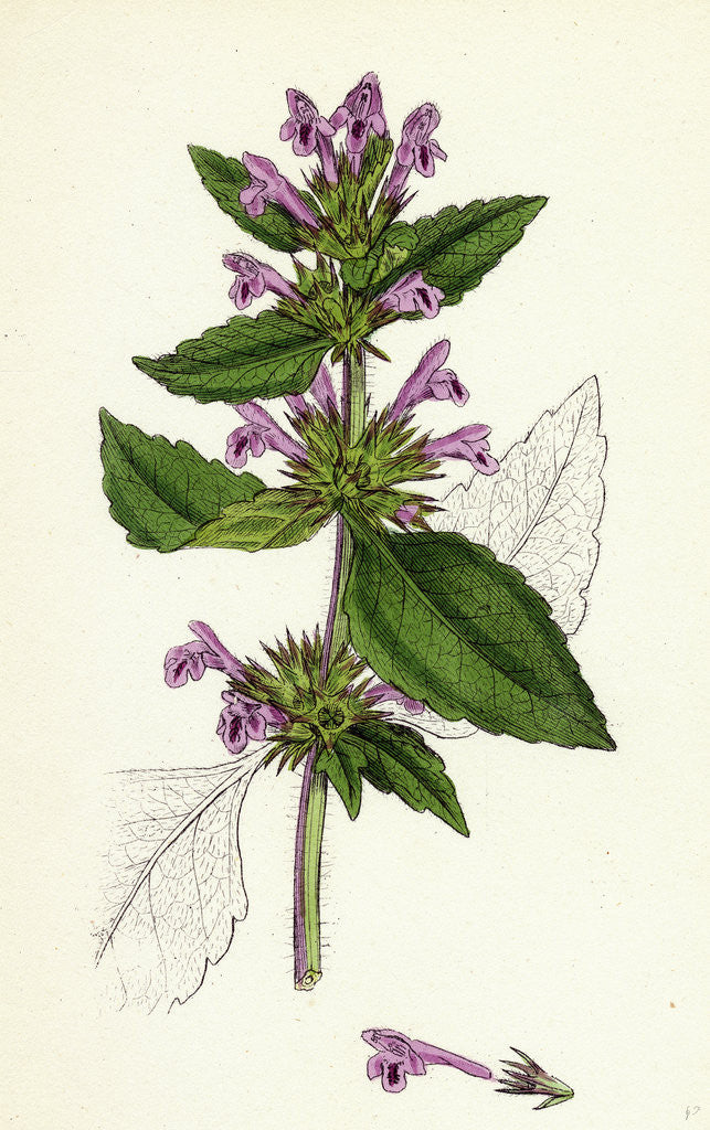 Detail of Galeopsis Eu-Tetrahit Var. Genuina Common Hemp-Nettle Var. A. by Anonymous