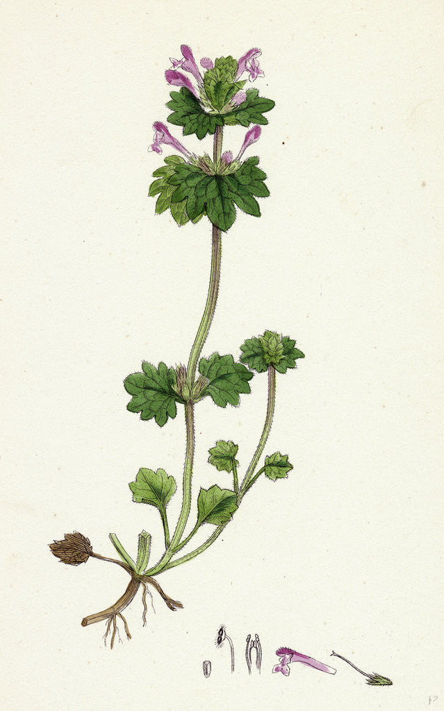 Detail of Lamium Amplexicaule Henbit Dead-Nettle by Anonymous