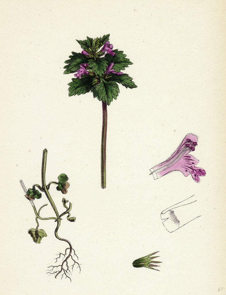 Detail of Lamium Incisum Cut-Leaved Dead-Nettle by Anonymous