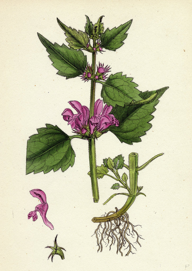 Detail of Lamium Maculatum Spotted Dead-Nettle by Anonymous