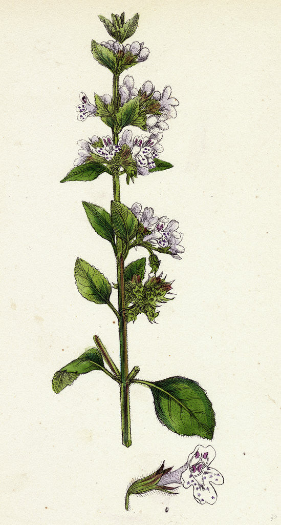 Detail of Calamintha Menthifolia Var. Genuina Common Calamint Var. A. by Anonymous