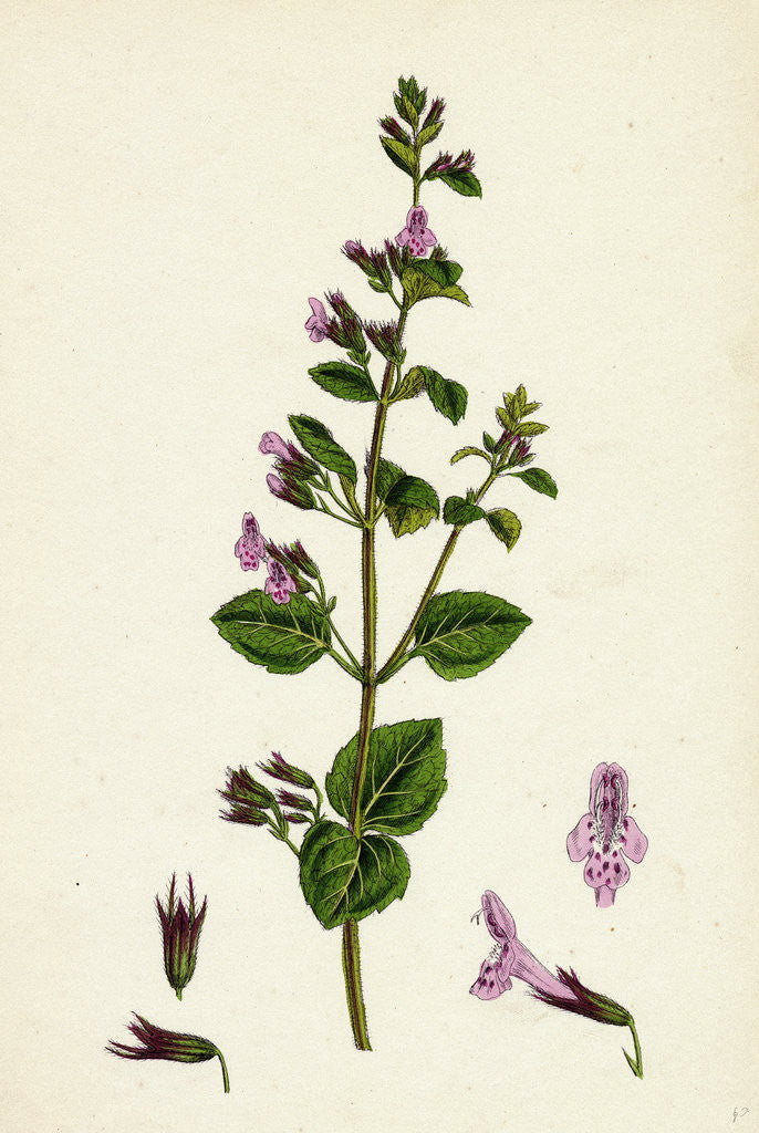 Detail of Calamintha Menthifolia Var. Briggsii Common Calamint Var. B. by Anonymous
