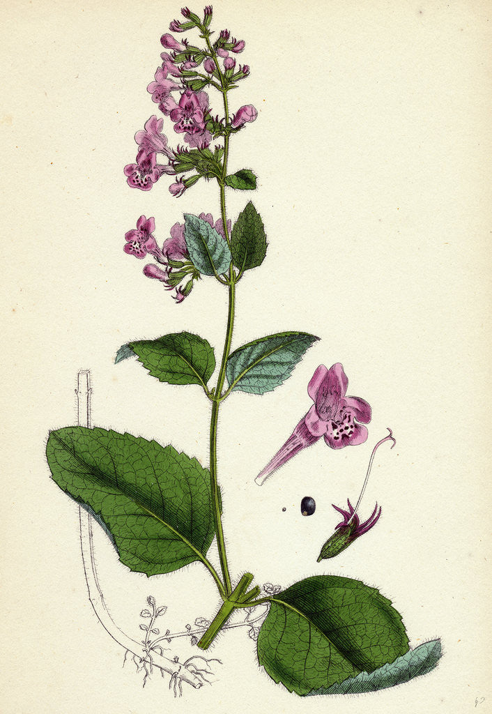 Detail of Calamintha Sylvatica Wood Calamint by Anonymous
