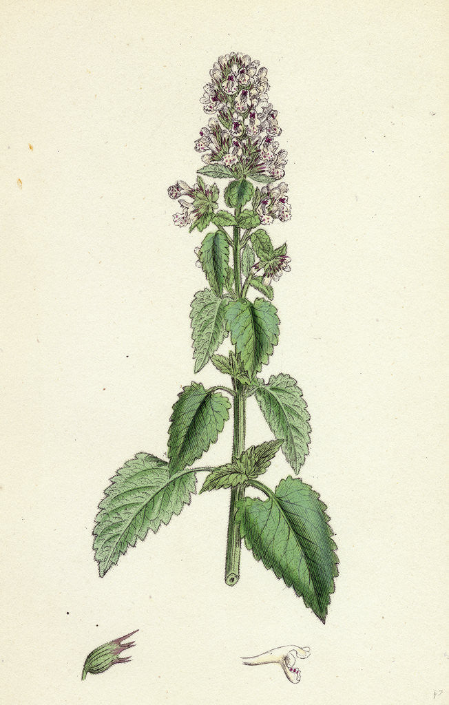 Detail of Nepeta Cataria Cat-Mint by Anonymous