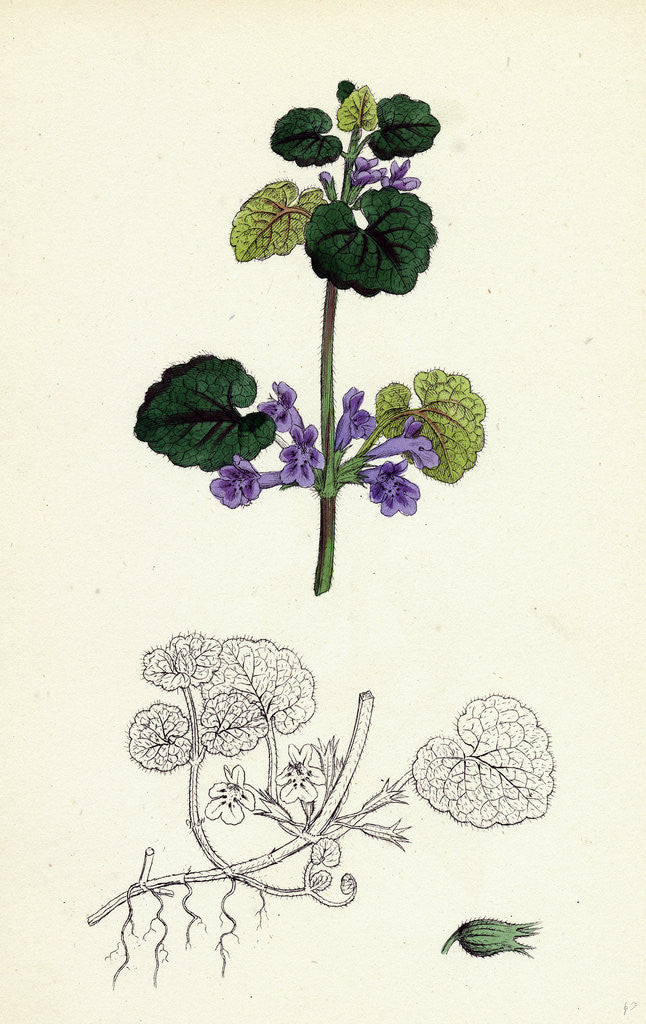Detail of Nepeta Glechoma Ground Ivy by Anonymous