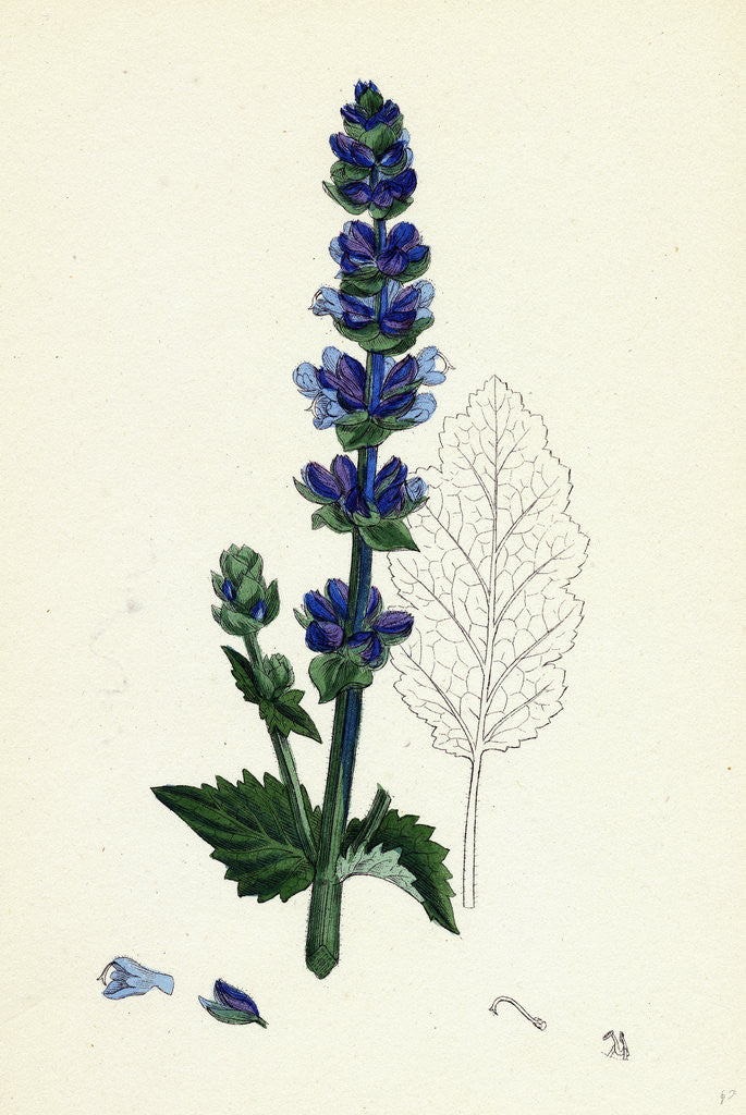 Detail of Salvia Verbenaca Wild English Clary by Anonymous