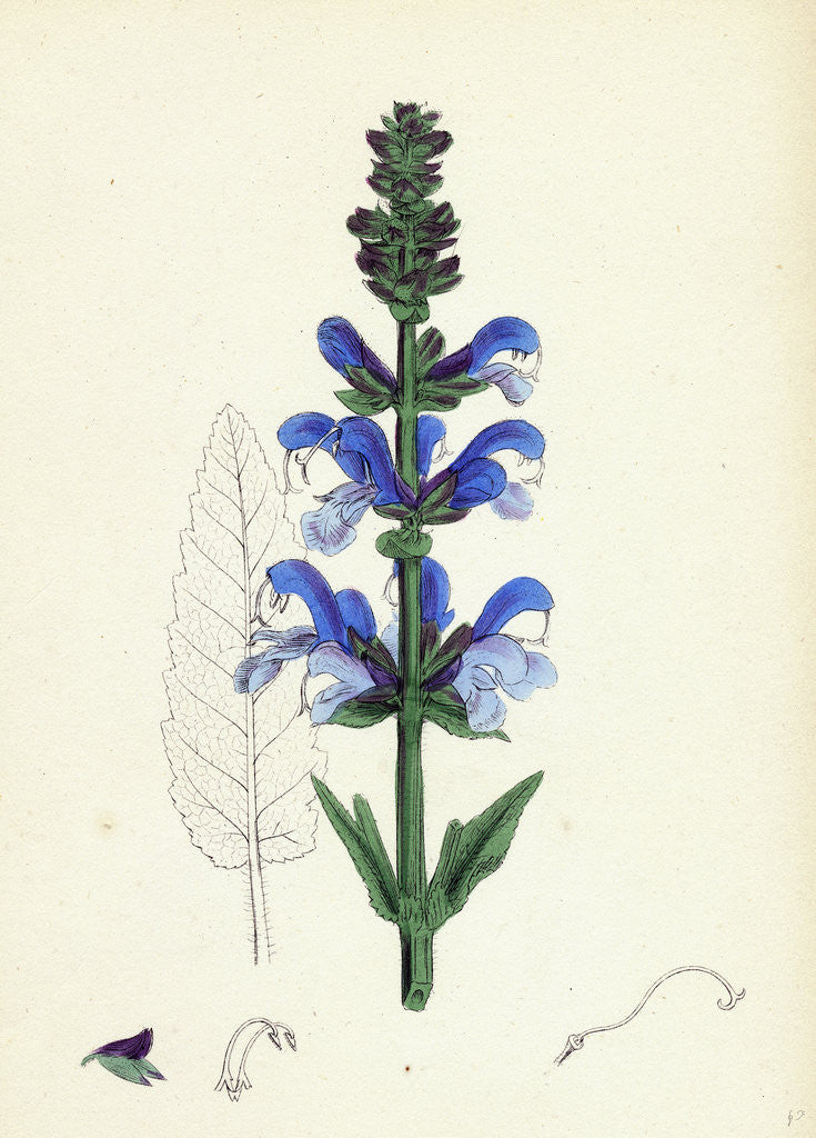 Detail of Salvia Pratensis Meadow Clary by Anonymous