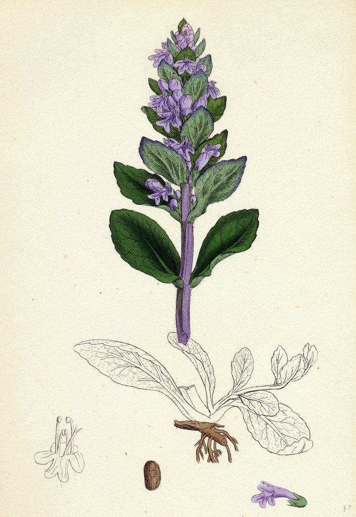 Detail of Ajuga Reptans Common Bugle by Anonymous