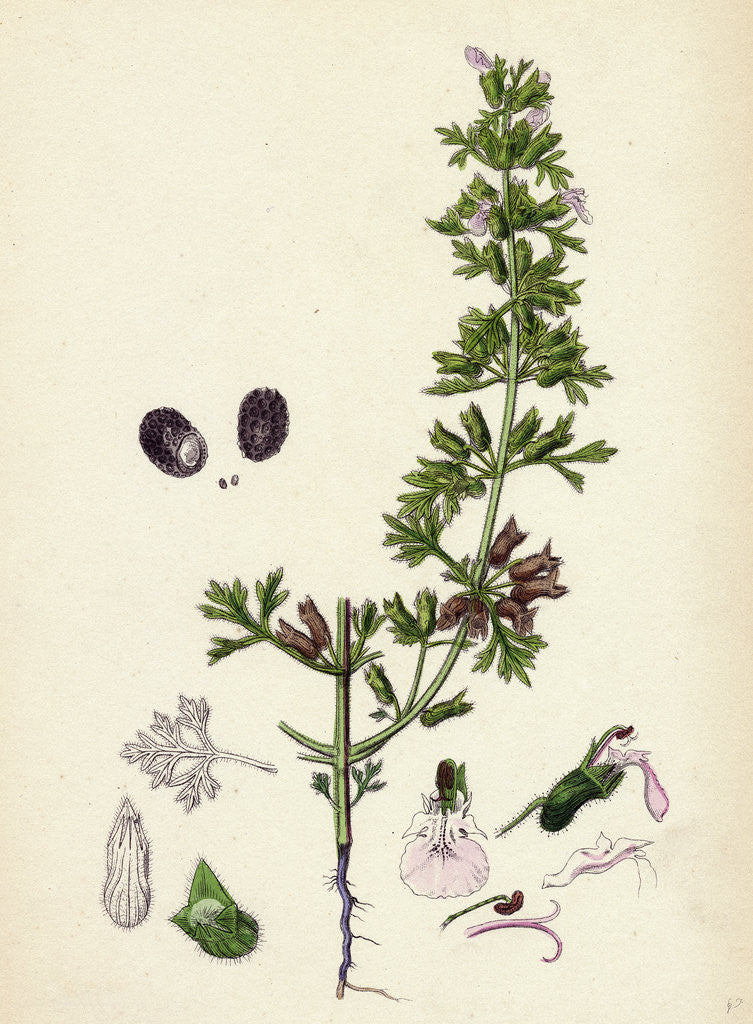 Detail of Teucrium Botrys Cut-Leaved Germander by Anonymous