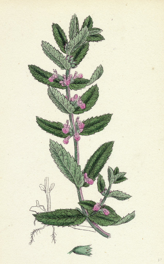 Detail of Teucrium Scordium Water Germander by Anonymous