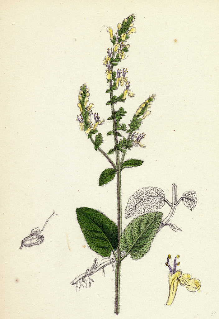 Detail of Teucrium Scorodonia Wood Germander by Anonymous