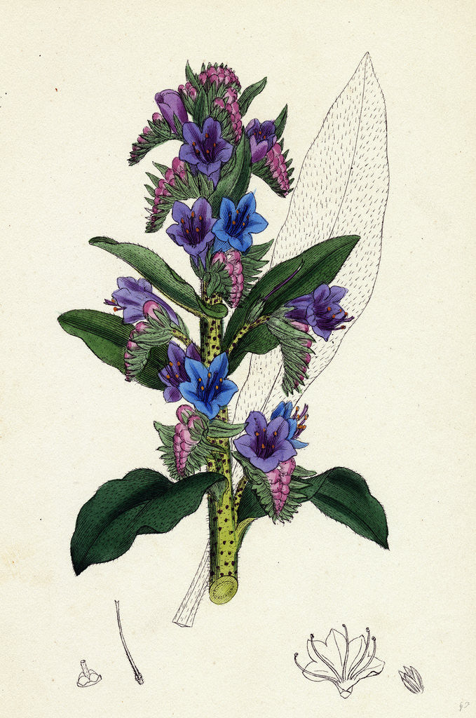 Detail of Echium Vulgare Common Viper's-Bugloss by Anonymous