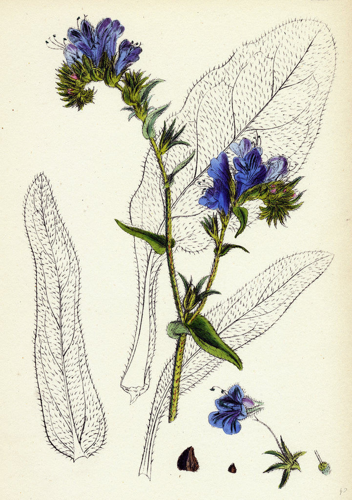 Detail of Echium Plantagineum Purple Viper's-Bugloss by Anonymous