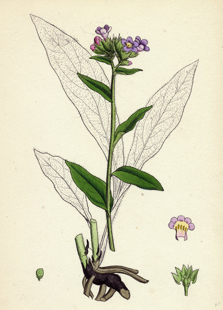 Detail of Pulmonaria Angustifolia Narrow-Leaved Lungwort by Anonymous