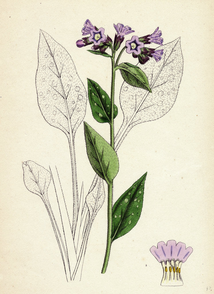 Detail of Pulmonaria Officinalis Common Lungwort by Anonymous