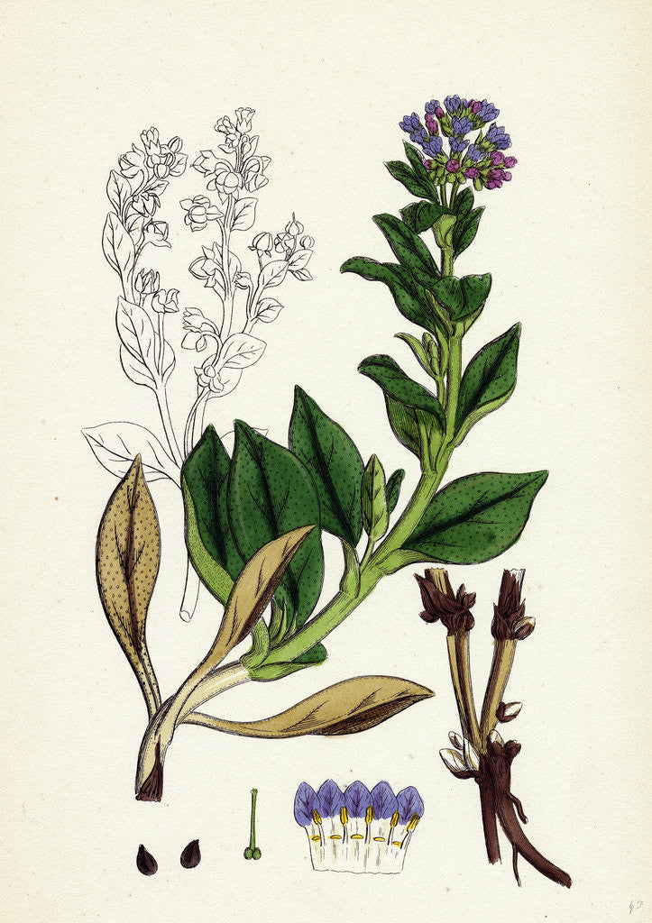 Detail of Mertensia Maritima Oyster-Plant by Anonymous