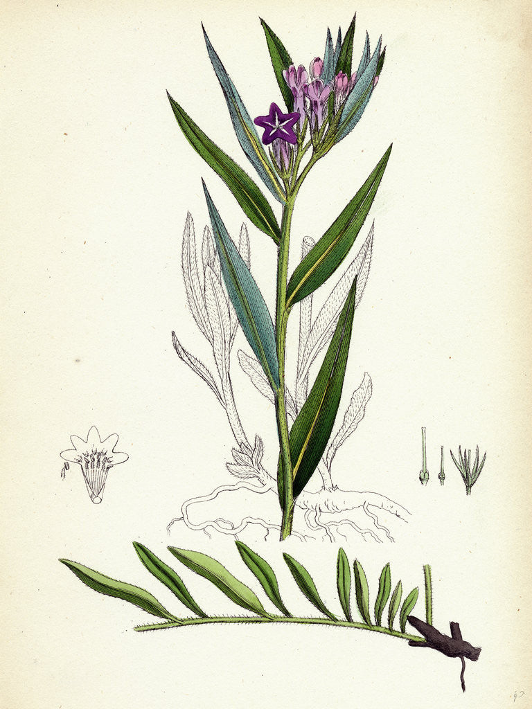Detail of Lithospermum Purpuro-Coeruleum Purple Gromwell by Anonymous