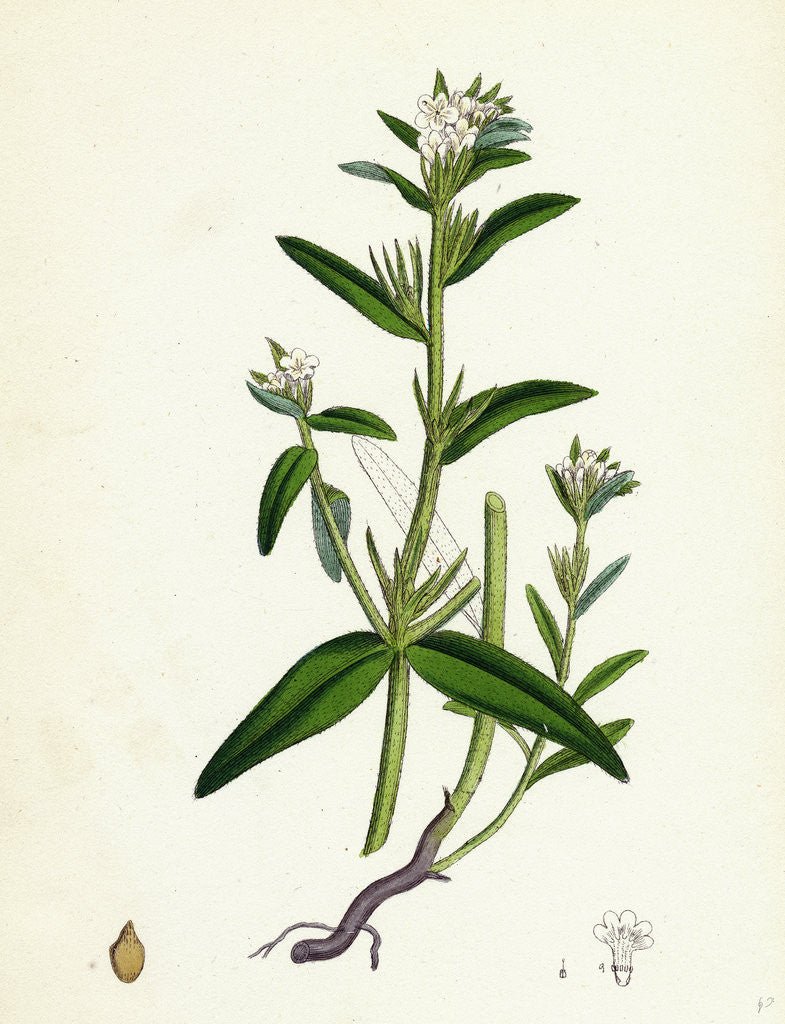 Detail of Lithospermum Arvense Corn Gromwell by Anonymous