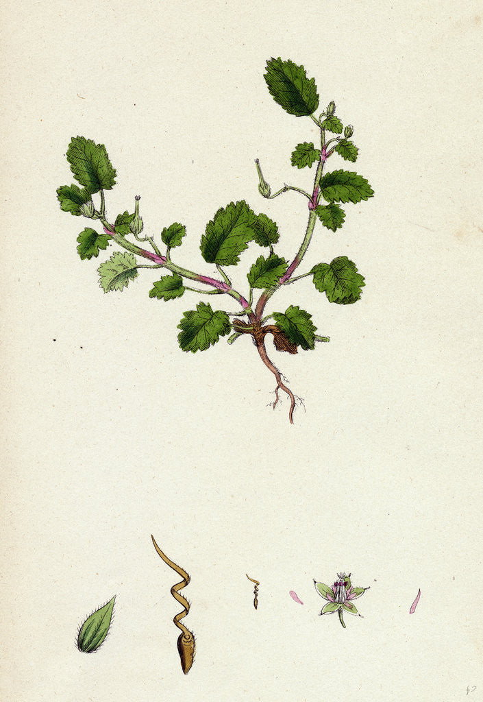 Detail of Erodium Maritimum Sea Stork's-Bill by Anonymous