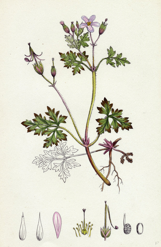 Detail of Geranium Robertianum Herb Robert by Anonymous