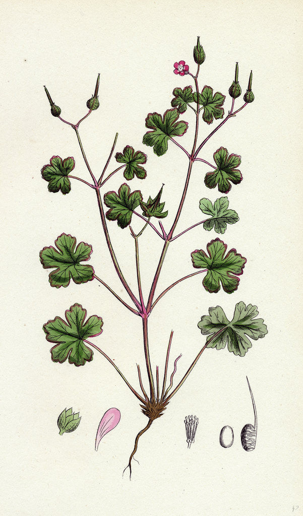 Detail of Geranium Lucidum Shining Crane's-Bill by Anonymous