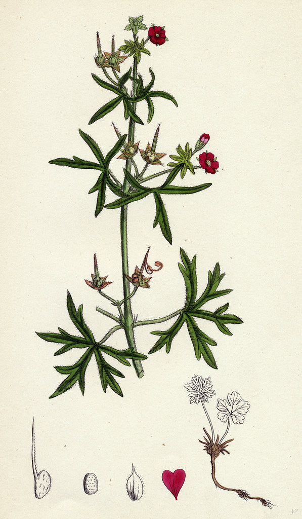 Detail of Geranium Dissectum Jagged Leaved Crane's-Bill by Anonymous