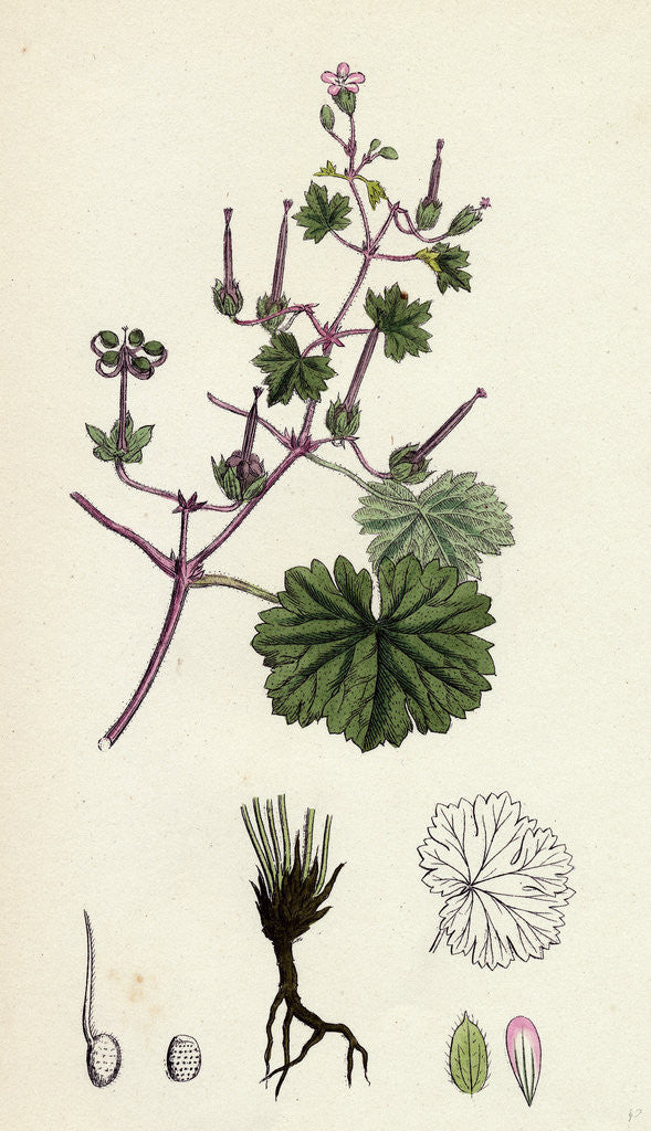Detail of Geranium Rotundifolium Round-Leaved Crane's-Bill by Anonymous