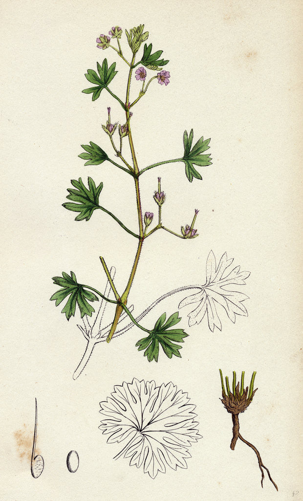 Detail of Geranium Pusillum Small-Flowered Crane's-Bill by Anonymous